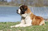 SAINT BERNARD 118